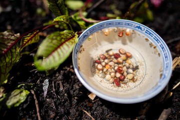 soaking seeds in water getting ready to sow in a garden