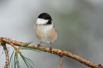 Fototapeta premium Willow tit in winter
