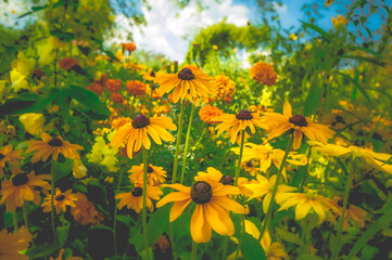 field of sunflowers