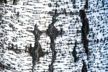 Textured bark of aspen tree