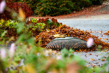 Leather work gloves and plastic rake with lots of wet maple leaves, fall cleanup
