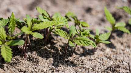 Cannabis Plant