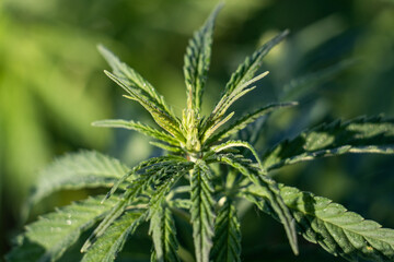 Cannabis Plant