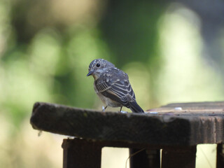bird on a fence
