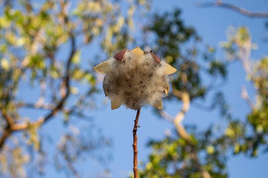 Low angle of a tree cotton on a blurred natural background