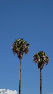 Green palm trees on background of blue sky vertical video
