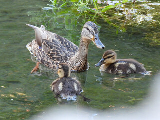 duck and ducklings