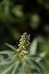 Fototapeta na wymiar Cannabis Plant