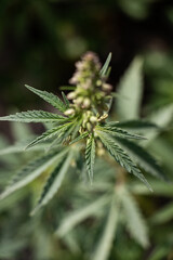 Cannabis Plant