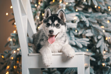 husky puppy is lying on a white wooden chair against the background of a Christmas tree with festive lights © Sofiia