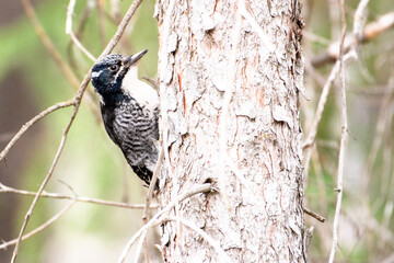 American three-toed woodpecker perched on pine tree, Yoho National Park