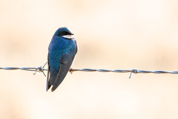 Blue and green tree swallow perched on wiire