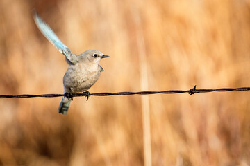 Mountain bluebird moving wing while perched on wire