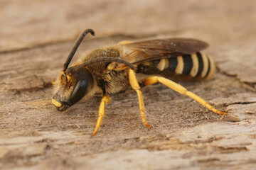 Closeup shot of a male great banded furrow bee, Halictus scabios