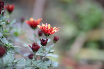 heads of chryhanthema flowers, fluffy burgundy chrysanthemum, photo from above, pattern,s, pburgundy fluffy chrysanthemumhoto from above growing autumn chrysanthemums with leaves, red flower buds