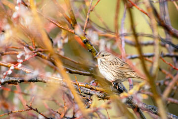 Lincoln's sparrow hiding in shrubs