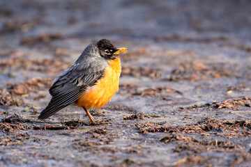 Robin sitting on ground illuminated by sunrise