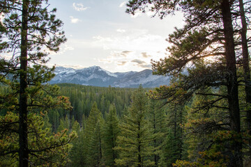 Rocky Mountains through trees, Alberta