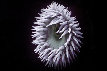 Beautiful coral in the sea