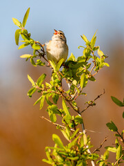 Clay-colored sparrow singing in tree, spring