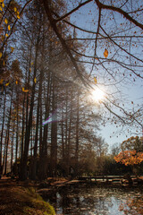 Autumn Trees in the park along a nature trail 