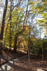 Autumn Trees in the park along a nature trail 