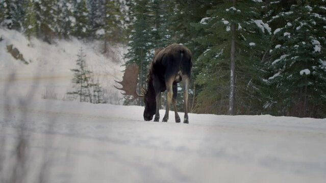 Bull moose eating snow on backcountry road