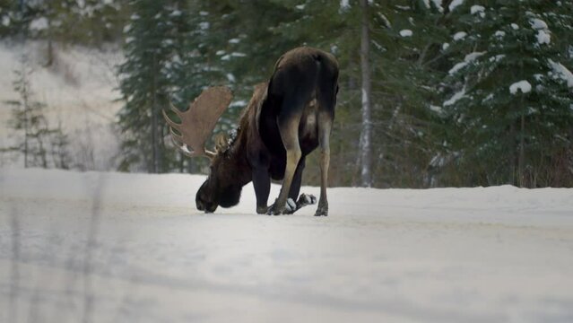 Bull moose kneeling, eating snow on backcountry road
