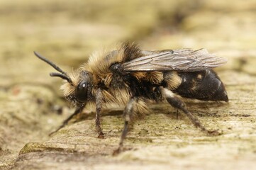 Closeup on the hairy clepptoparasite solitary Common Mourning Bee, Melecta albifrons