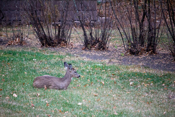 Obraz na płótnie Canvas Close up view of a white tail deer resting on a residential grass lawn on an overcast autumn day 