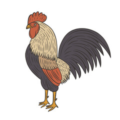 Rooster chicken hand drawn vector illustration