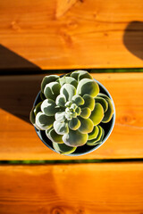 Succulant in a pot top down