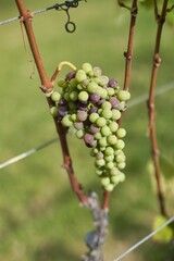 Closeup shot of the growing grape on the tree