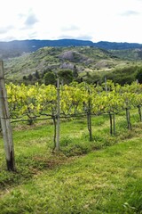 Vertical shot of the vineyard