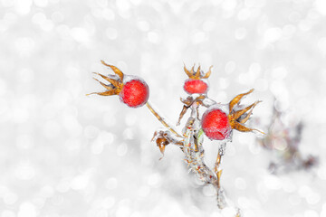 Ice-covered red rosehip berries on a bush on a light background. Selective focus
