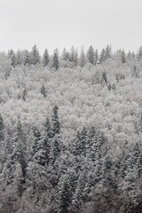 Vertical landscape of snow covered mixed pine, fir and spruce trees forming a graphic texture, winter outdoor concept