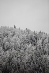 Wooden house in a snow covered mixed pine, fir and spruce trees forming a graphic texture. Winter mountain landscape vertical photo