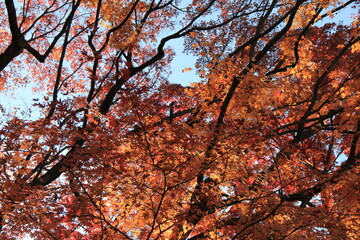 頭上を覆う紅葉した「カエデ」
