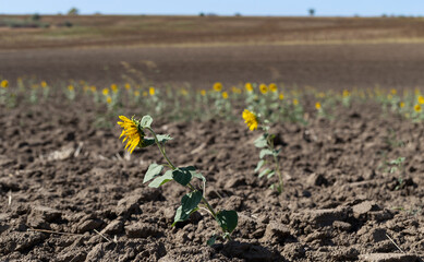 Rare shoots during a drought. Bad harvest. Sunflower Flower Blossom.
