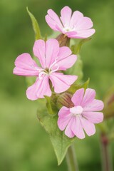 Fototapeta premium Closeup on a pink flower of the red campion or catchfly wildflower, Silene dioica, in the garden