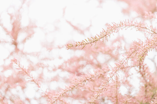 Blooming Branches Of Tamarisk And Sky. Spring Background With Pink Flowering Plants