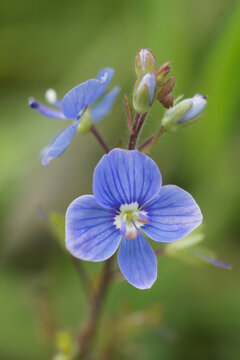 Closeup on the blue fower of germander speedwell, Veronica chamaedrys , in a meadow
