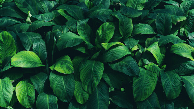 Full Frame Of Green Leaves Pattern Background, Nature Lush Foliage Leaf Texture , Tropical Leaf