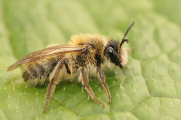 Closeup on a furry brown female Small sallow mining bee, Andrena praecox sitting on a green leaf
