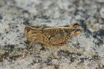 Closeup on a Mediterranean Calliptamus grasshopper sitting on a stone