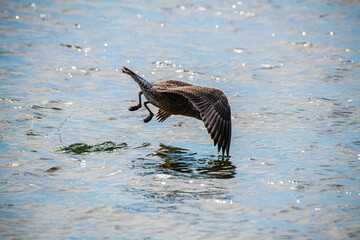 Fishing Herring Gull