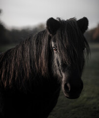 Black Horse