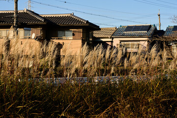 夕日に照らされたススキと街並み