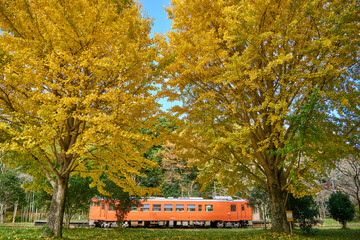 紅葉の夫婦銀杏と赤いキハ40　小湊鉄道　上総大久保駅