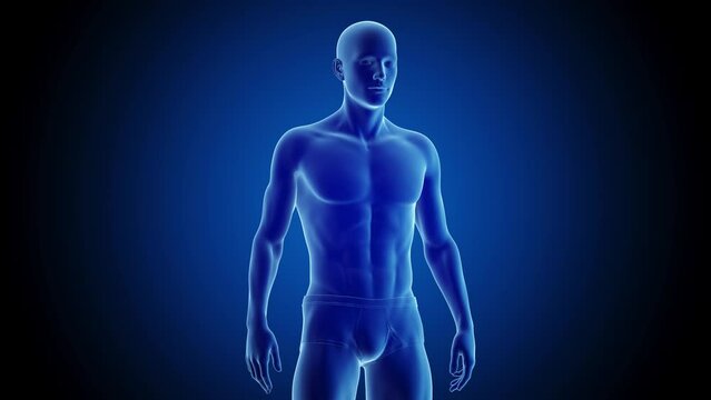 3d rendered medical animation of a man's transformation from an endomorph to a mesomorph